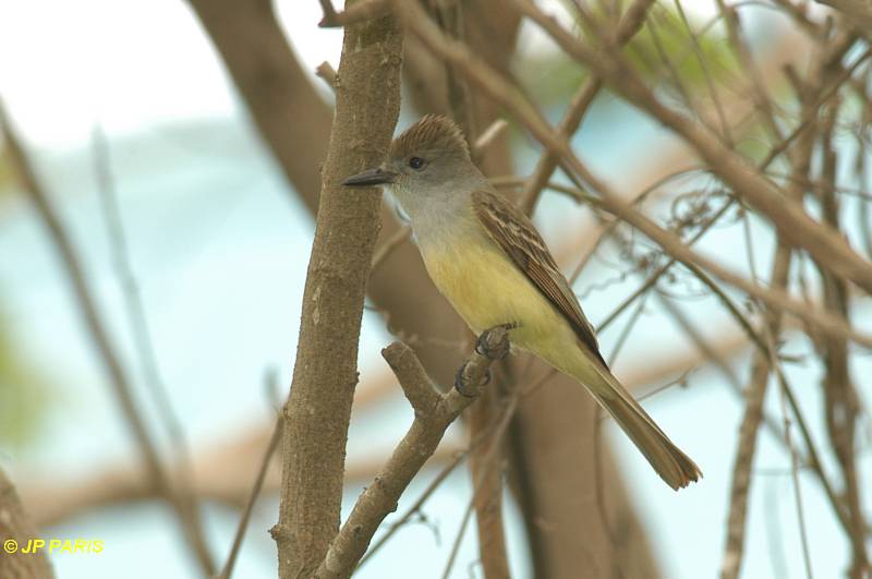 Myiarchus tyrannulus